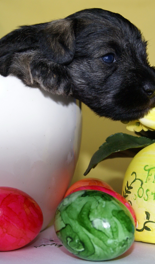 Маленький черный щенок сидит в белой вазе на столе с крашеными яйцами