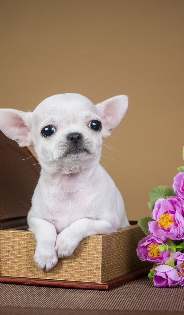Маленький белый щенок чихуахуа сидит с шкатулке с цветами и рамкой для фото 