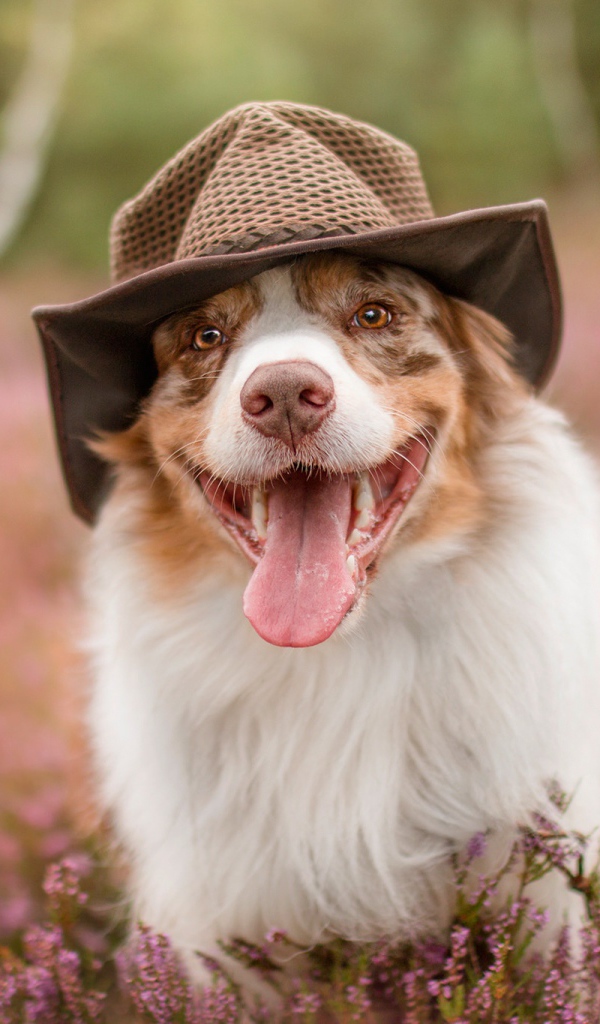 Австралийская овчарка в шляпе с высунутым языком на поле с цветами
