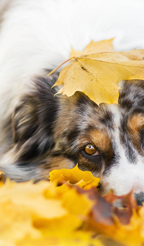 Австралийская Овчарка лежит в желтой листве