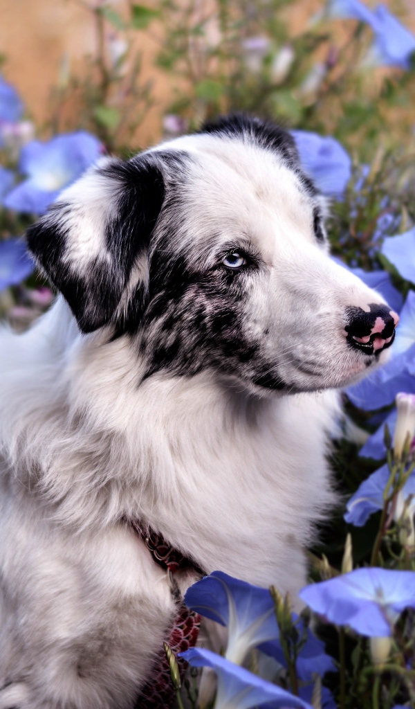 Австралийская Овчарка сидит в цветах ипомеи
