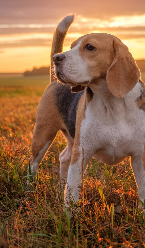 Собака породы бигль стоит на поле на закате