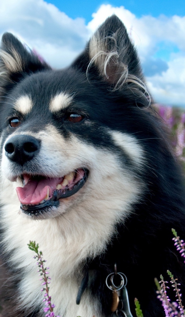 Красивая породистая собака сидит в сиреневых цветах