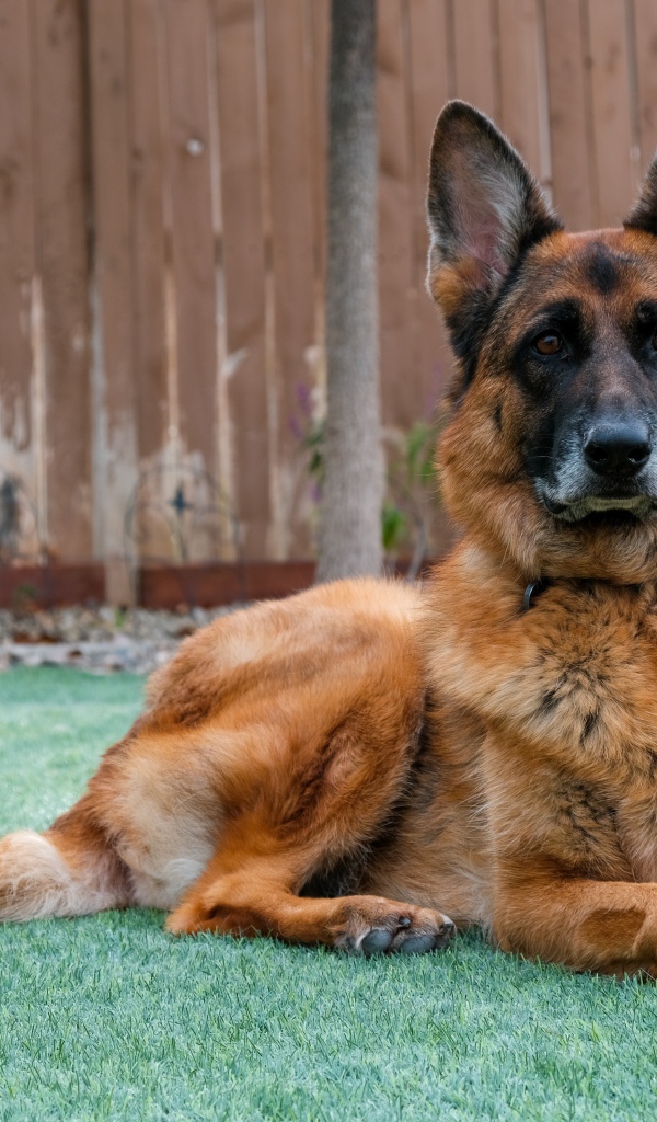 Большая красивая овчарка лежит на зеленой траве