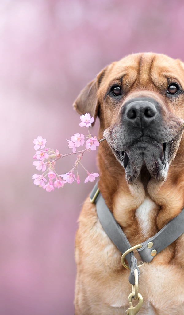 Большой пес с цветком в зубах 