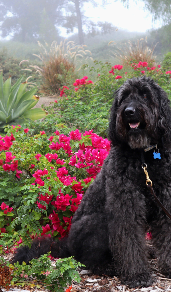 Большая Испанская водяная собака сидит у красных цветов
