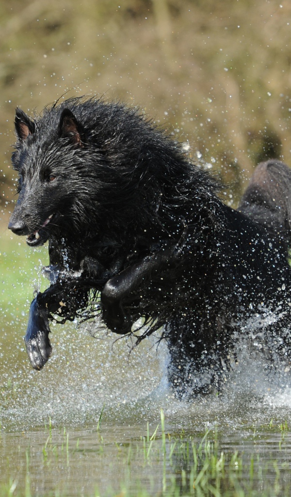 Черная Бельгийская овчарка бежит по воде