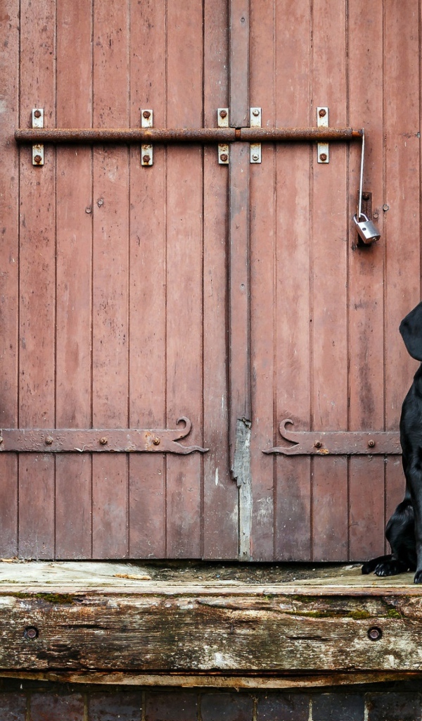 Черный лабрадор сидит у дверей 