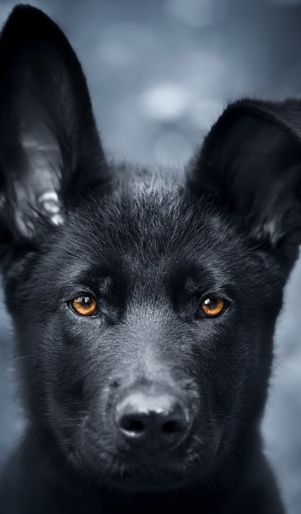 Черный щенок овчарки с опущенным ухом 