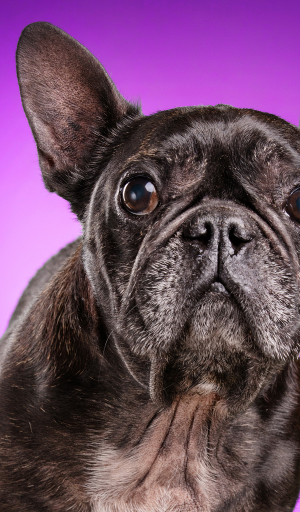 Черный бульдог на сиреневом фоне крупным планом