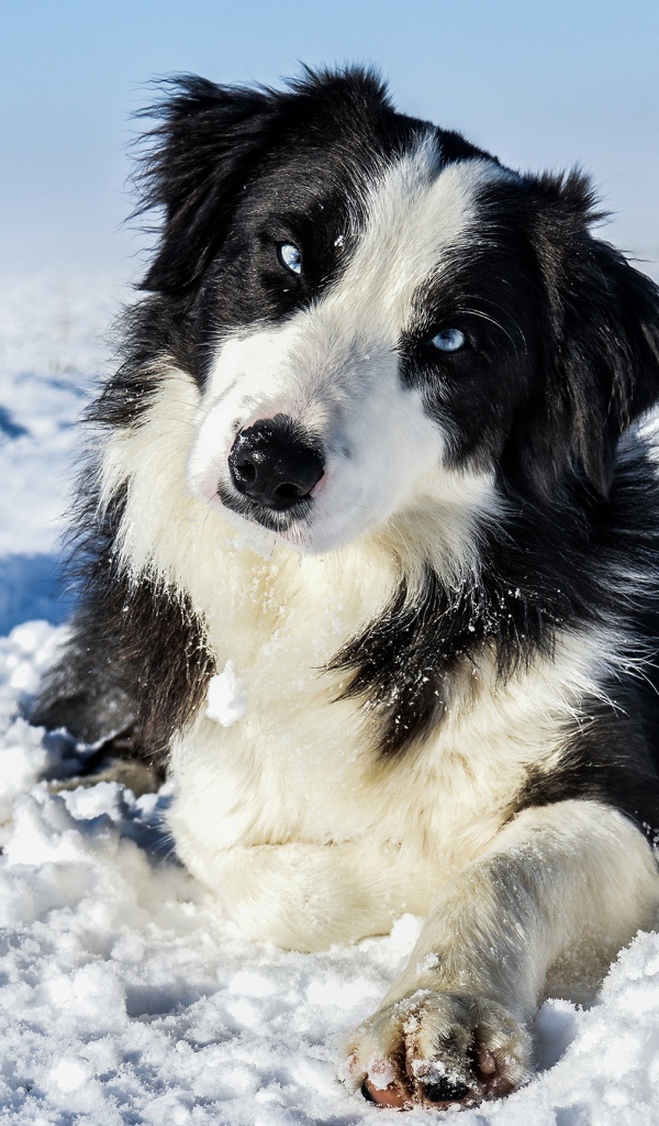 Blue-eyed border collie lying on white snow