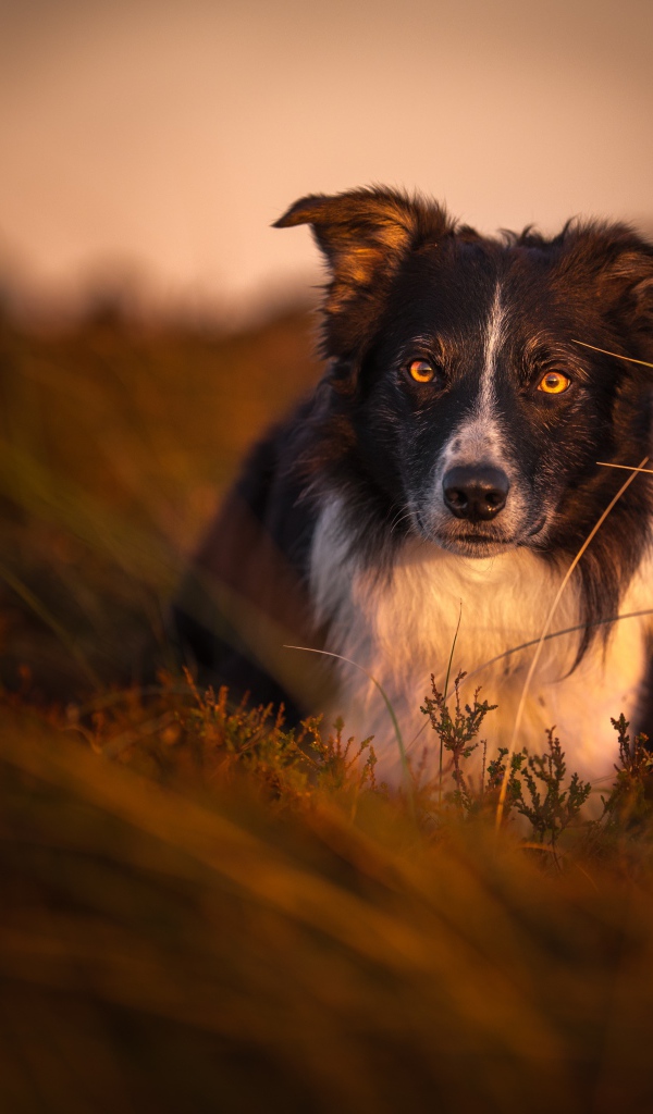 Собака породы бордер колли в траве