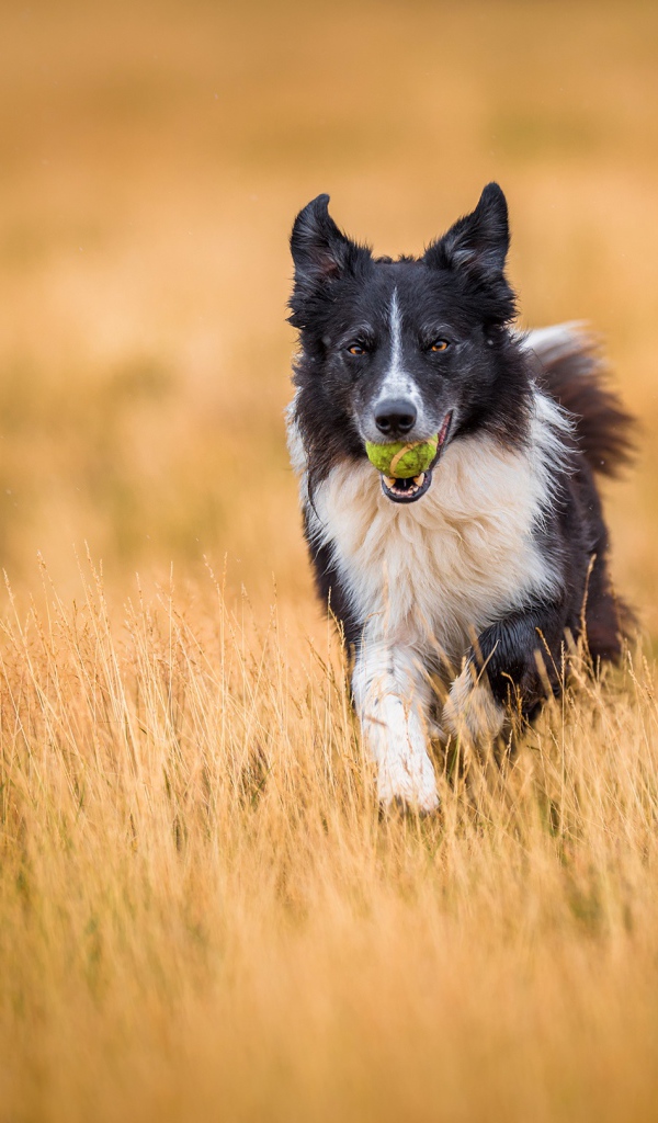 Собака породы бордер колли с мячиком во рту бежит по полю