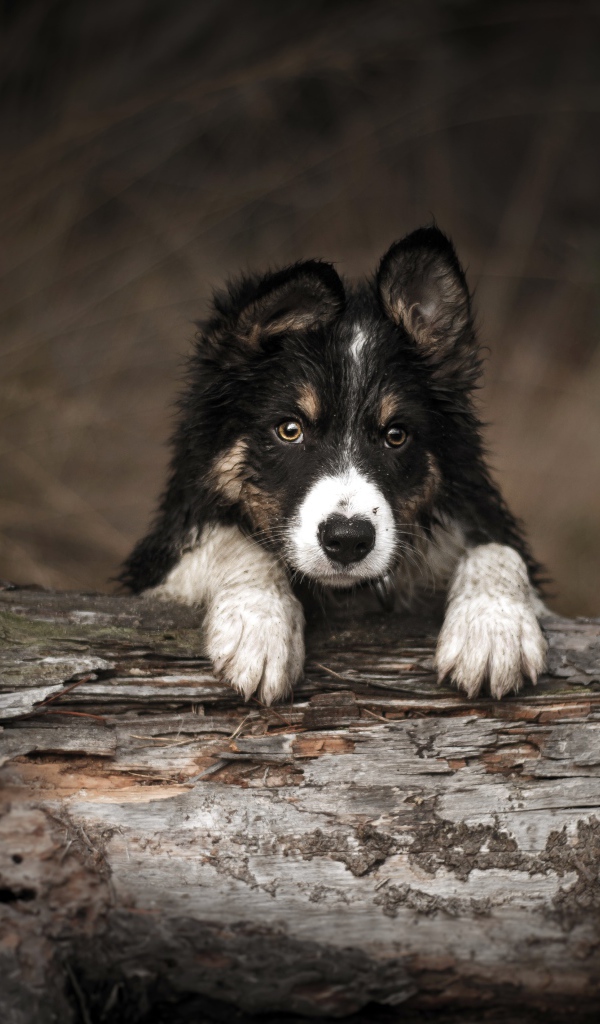 Щенок бордер колли лежит на сухом дереве
