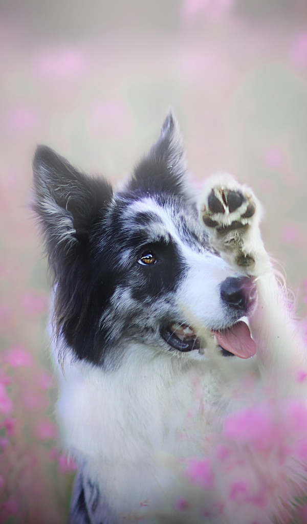 Бордер-колли сидит в розовых цветах 