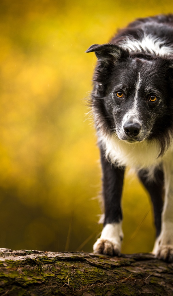Бордер колли стоит на сухом дереве 