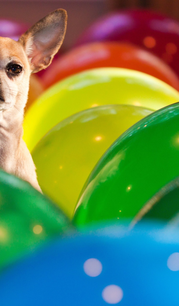 Чихуахуа сидит в воздушных шариках 