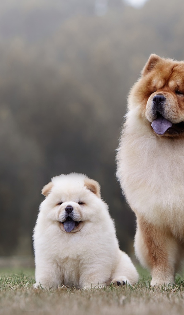 Chow Chow Dog with Fluffy Little Puppy