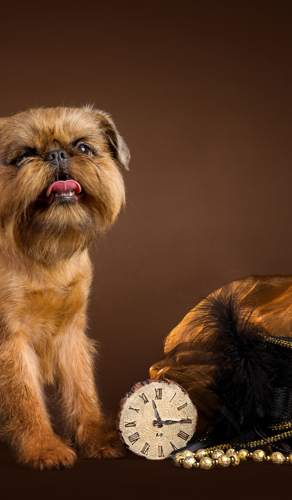 Собака породы Бельгийский гриффон с часами и шляпой на коричневом фоне