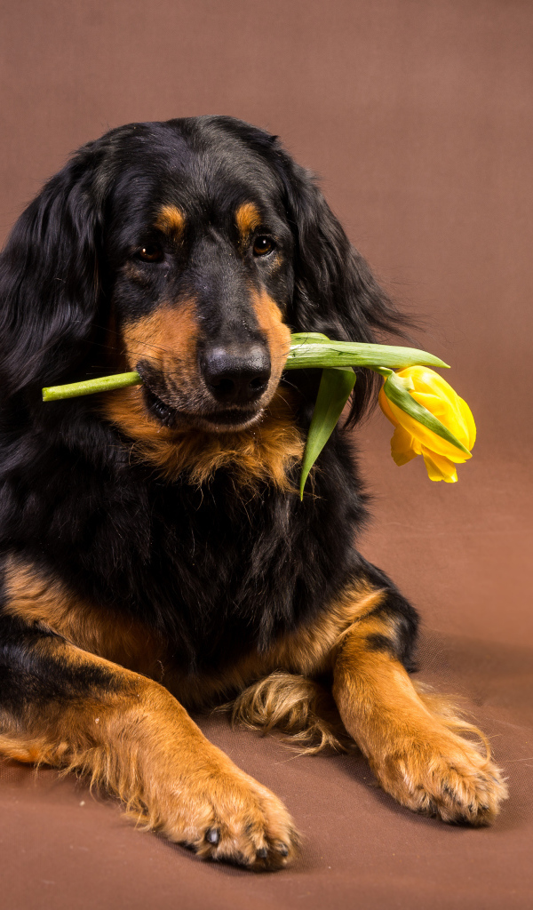 Собака породы ховаварт с шампанским и тюльпаном в зубах 