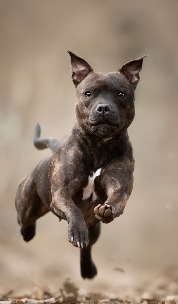 Собака породы Стаффордширский бультерьер бежит по сухой листве