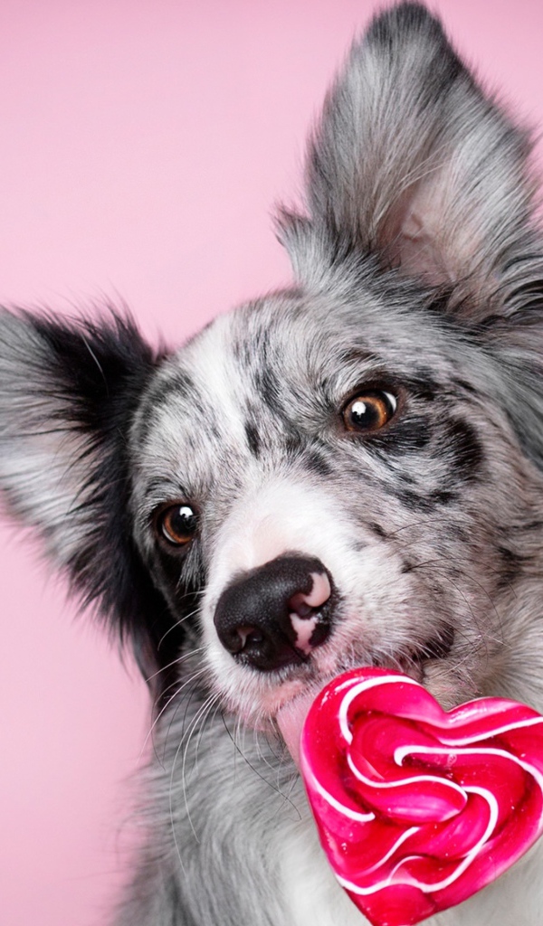 Собака породы бордер-колли с леденцом в форме сердца на розовом фоне