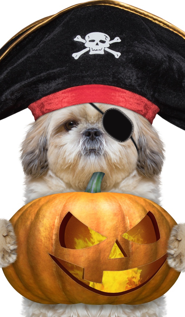 Dog in a pirate costume with a pumpkin on Halloween