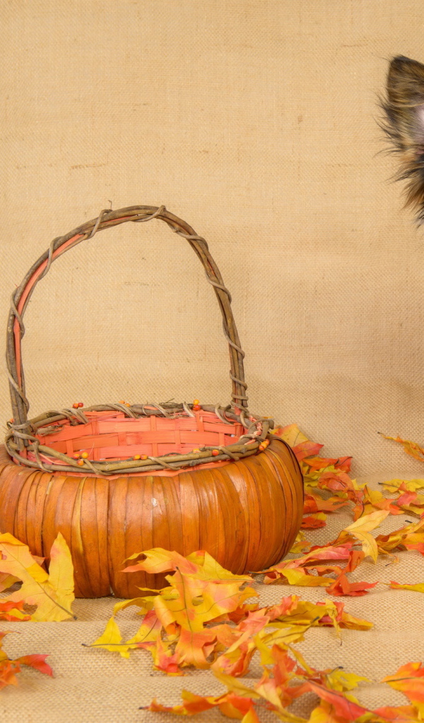 Собака с корзиной и опавшими листьями 