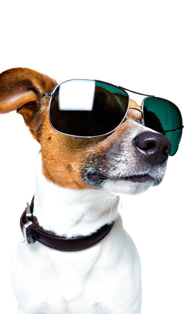 Модный Джек рассел терьер в очках на белом фоне