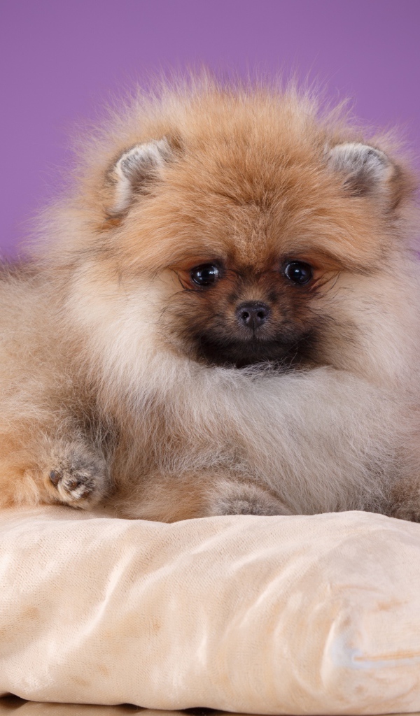 Пушистый шпиц лежит на подушке