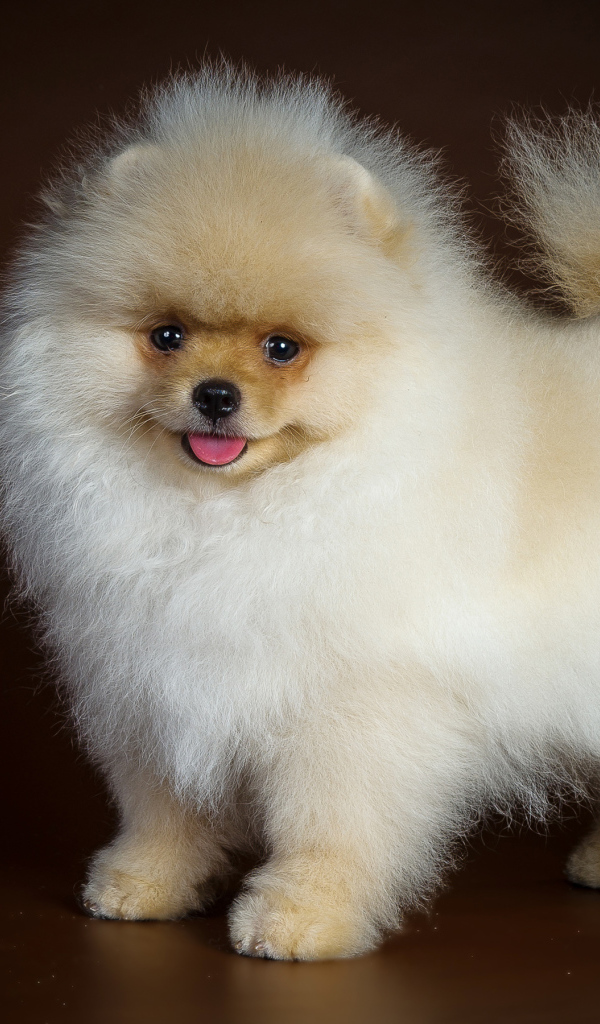 Пушистый забавный белый шпиц на коричневом фоне