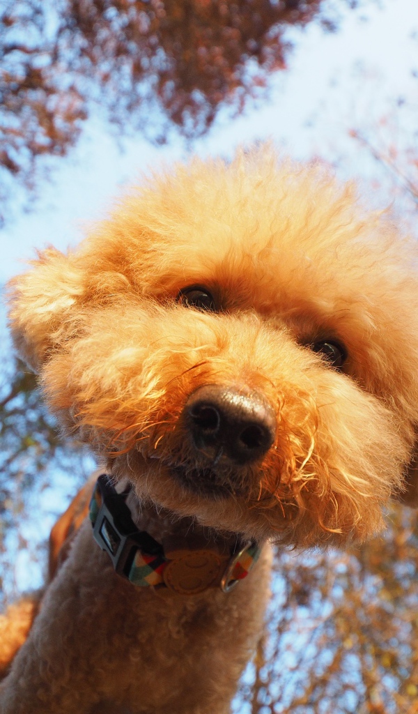 Пушистый рыжий пес смотрит в объектив камеры 