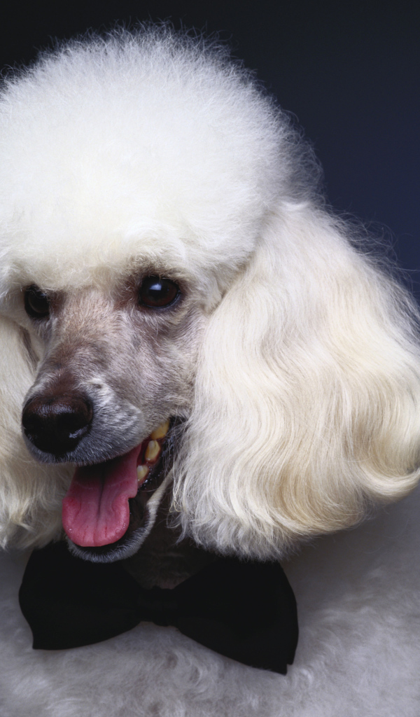 Пушистый белый пудель с черной бабочкой на шее