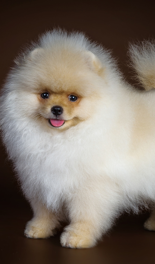 Пушистый белый шпиц с высунутым языком