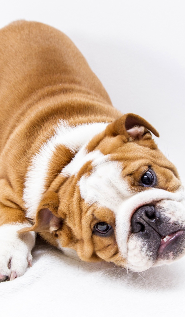 Забавный бульдог на белом фоне