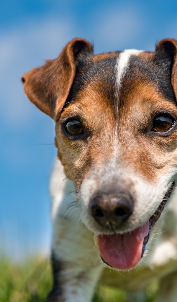 Смешной пес породы Джек-рассел-терьер крупным планом