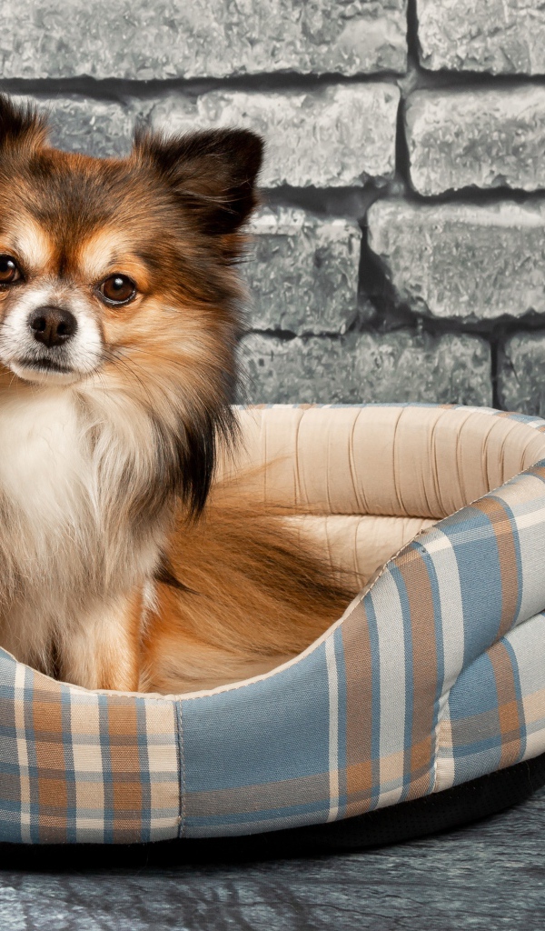 Забавный пес чихуахуа на мягкой лежанке на фоне стены