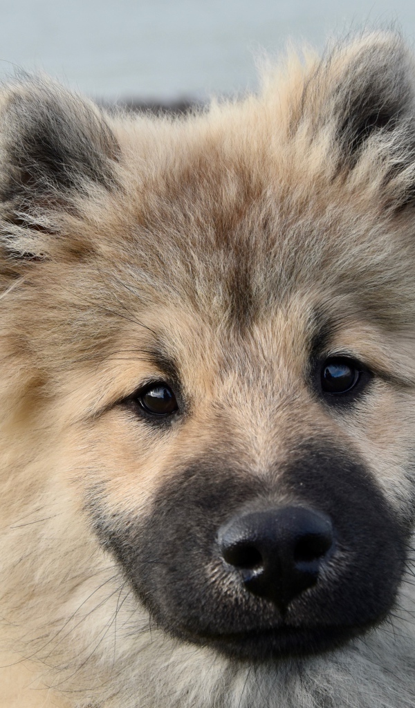 Забавный пушистый щенок породы Евразиер крупным планом