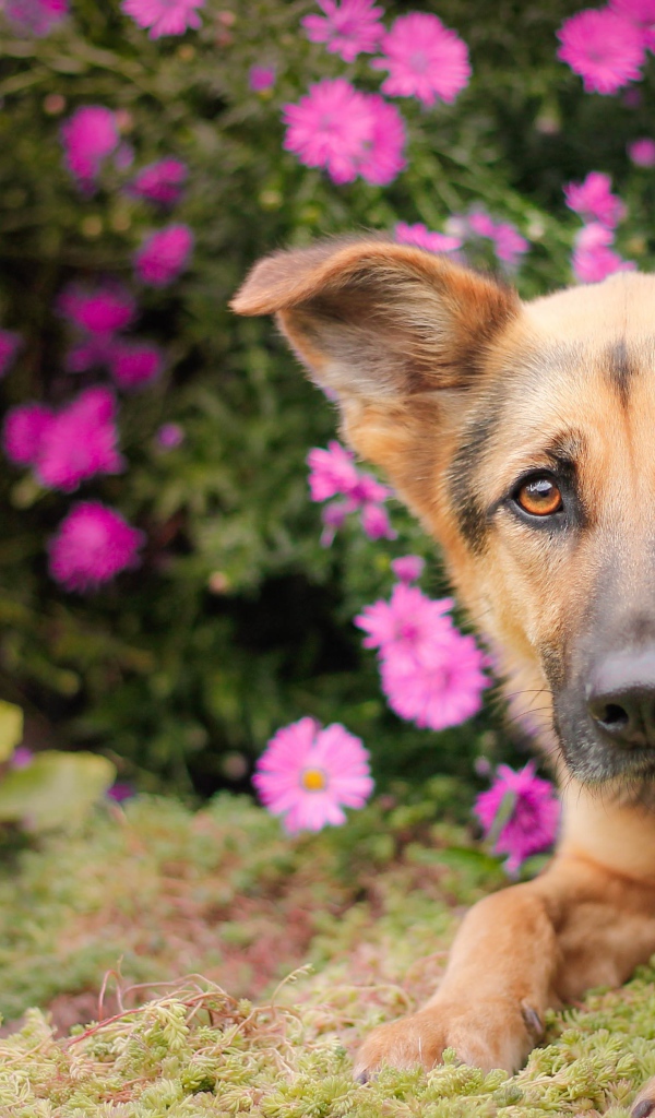 Немецкая овчарка лежит в розовых цветах