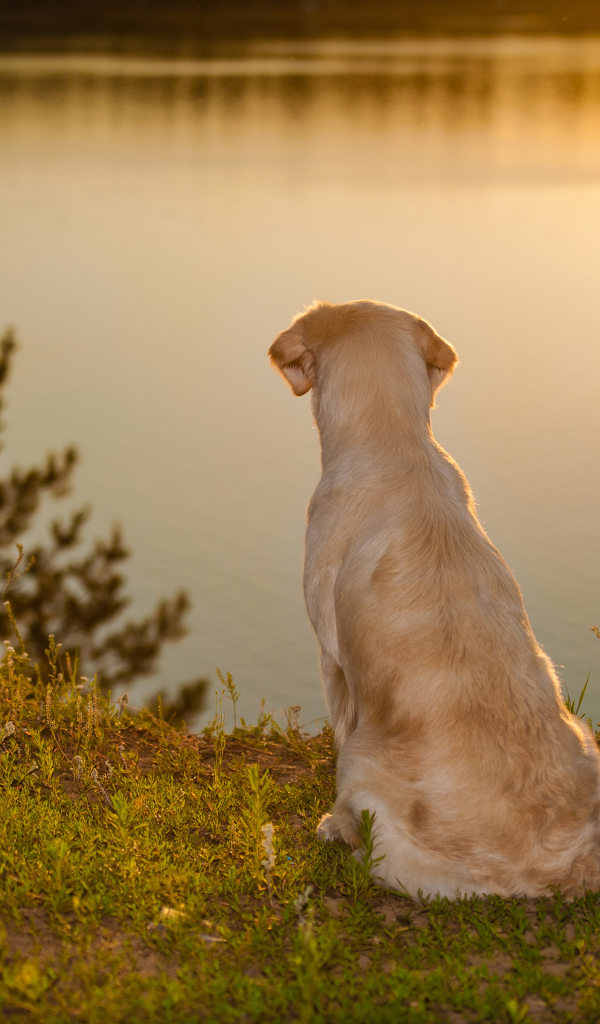 Золотистый ретривер сидит у воды на закате