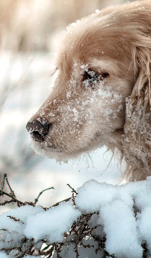 Золотистый ретривер с мордой в снегу
