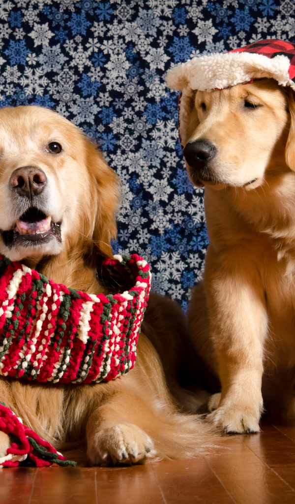 Золотистый ретривер с шарфом на шее и золотистый ретривер в шапке на фоне стены