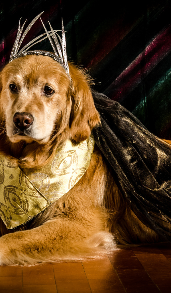 Золотистый ретривер в костюме с кубком