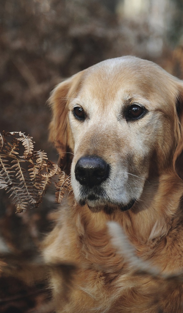 Золотистый ретривер сидит в траве 