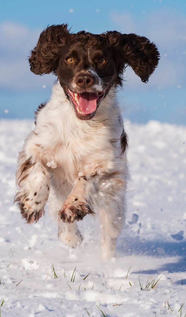 Happy spaniel running through the snow