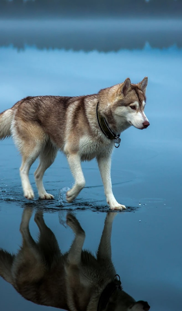 Хаски идет по воде 
