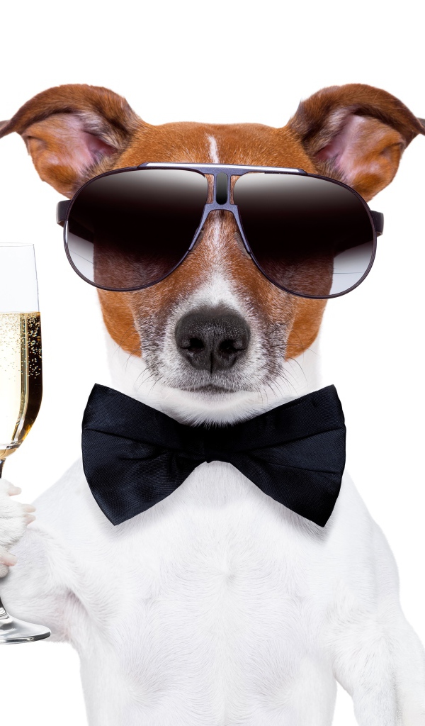 Джек рассел терьер в очках и бабочке с бокалом в руке на белом фоне