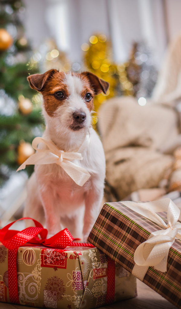 Джек Рассел Терьер с новогодними подарками у елки