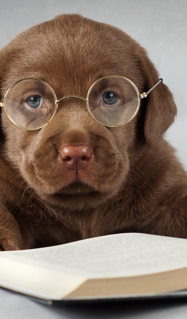 Labrador puppy in glasses with a book