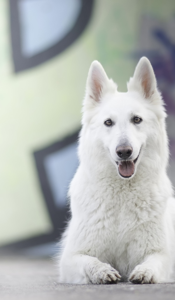 Большая белая овчарка с высунутым языком